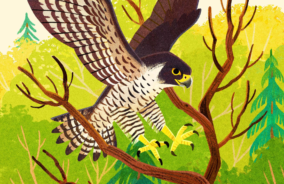 Peregrine Falcon National Park Alphabet Print