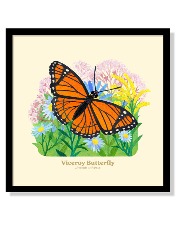 Viceroy Butterfly National Park Alphabet Print